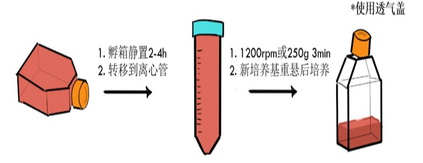 RAW264.7(小鼠單核巨噬細(xì)胞白血病細(xì)胞)培養(yǎng)建議