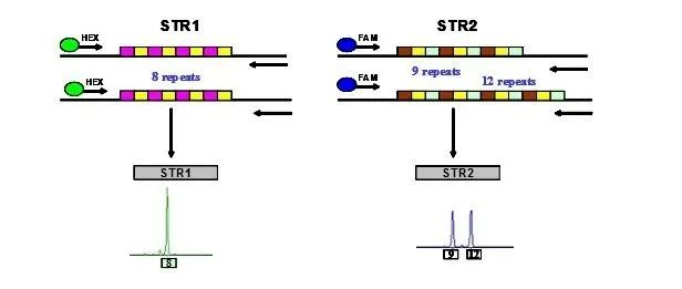 森貝伽生物：STR鑒定，為您的細胞提供身份證明